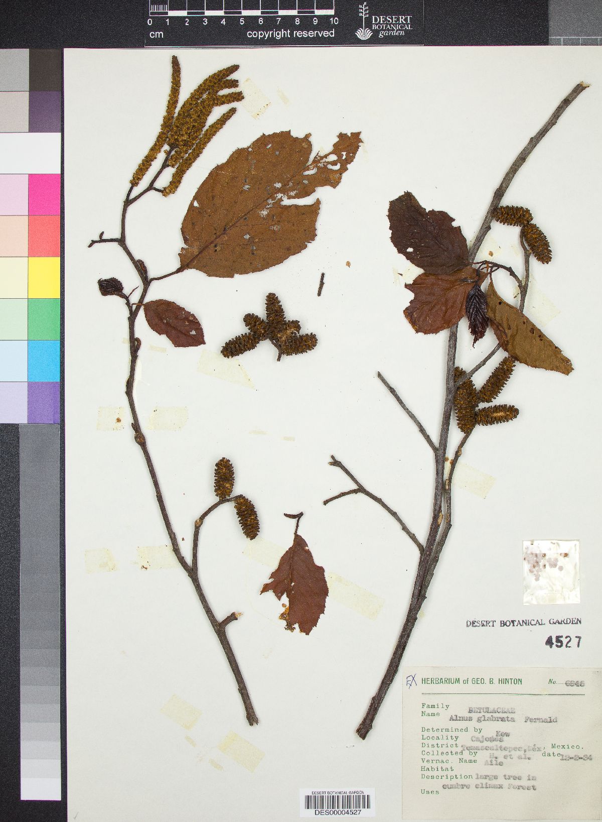 Alnus glabrata image